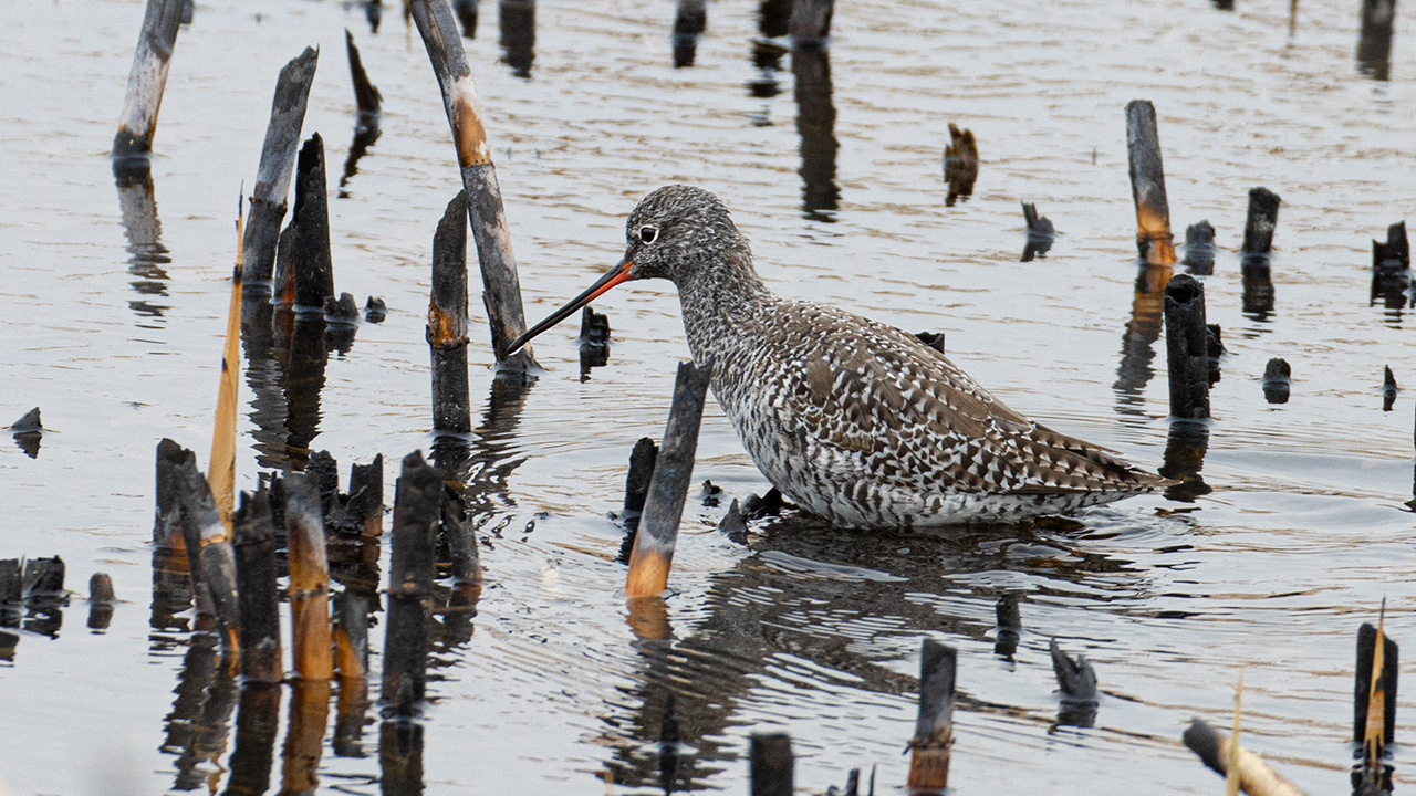 Spotted Redshank
